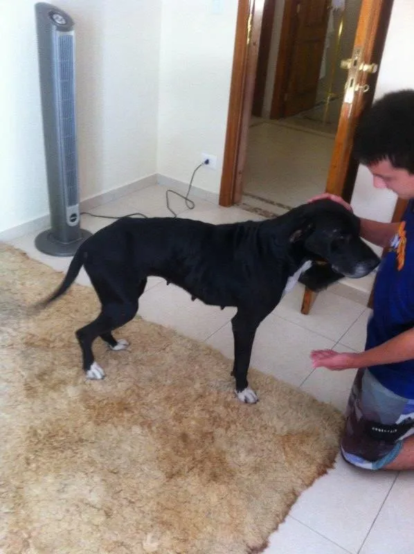 Cachorro ra a Mestiço  idade 5 anos nome Sarah