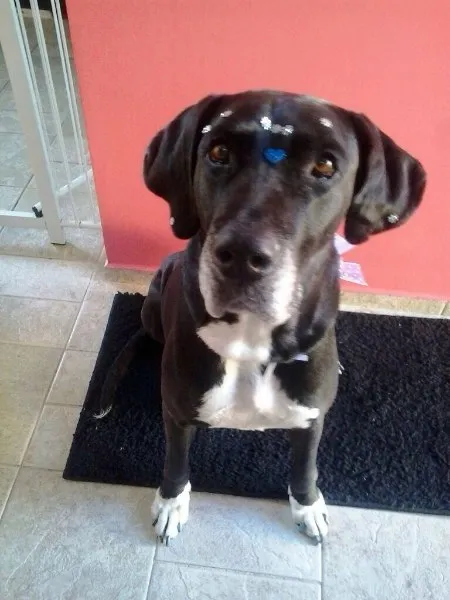 Cachorro ra a Mestiço  idade 5 anos nome Sarah