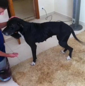 Cachorro raça Mestiço  idade 5 anos nome Sarah