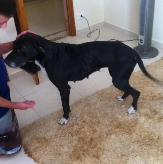 Cachorro ra a Mestiço  idade 5 anos nome Sarah
