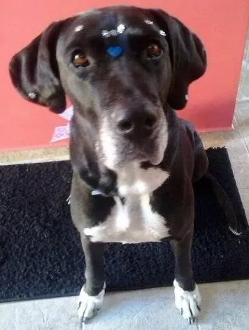 Cachorro ra a Mestiço  idade 5 anos nome Sarah