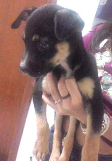 Cachorro ra a SRD idade Abaixo de 2 meses nome Sem Nome