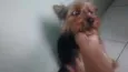 aquiles