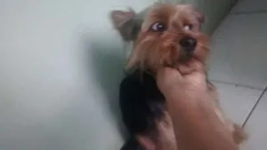 Cachorro raça Yorkshire idade  nome aquiles