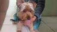 aquiles