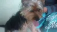 aquiles