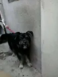 Pupy