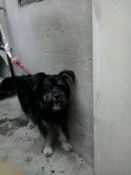 Cachorro raça SRD idade 7 a 11 meses nome Pupy