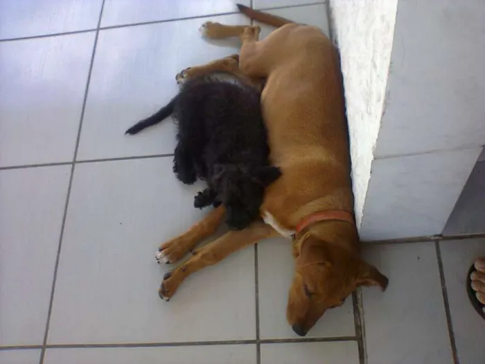 Cachorro ra a Não definida idade 2 anos nome Ozzi