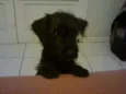 Ozzi