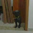 Ozzi
