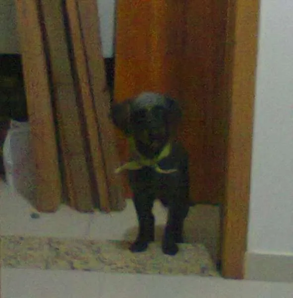 Cachorro ra a Não definida idade 2 anos nome Ozzi