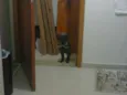 Ozzi