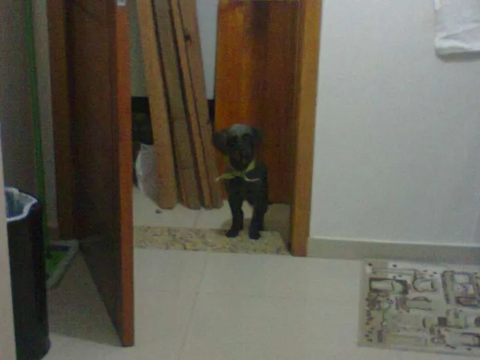 Cachorro ra a Não definida idade 2 anos nome Ozzi