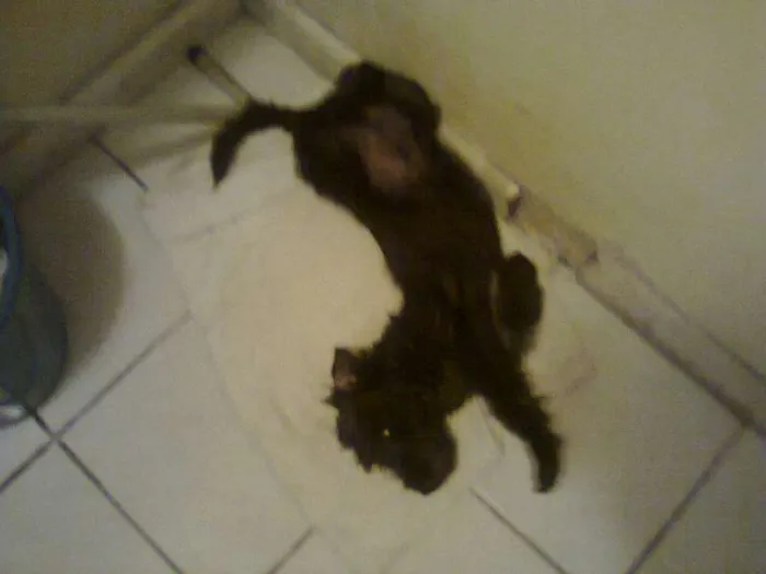 Cachorro ra a Não definida idade 2 anos nome Ozzi