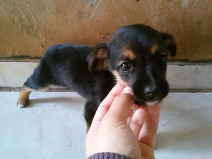 Cachorro ra a Raça não definida idade 2 a 6 meses nome Sem nome