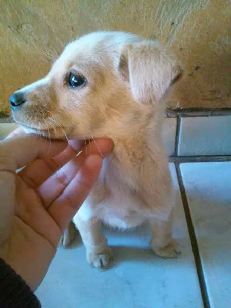 Cachorro ra a Raça não definida idade 2 a 6 meses nome Sem nome