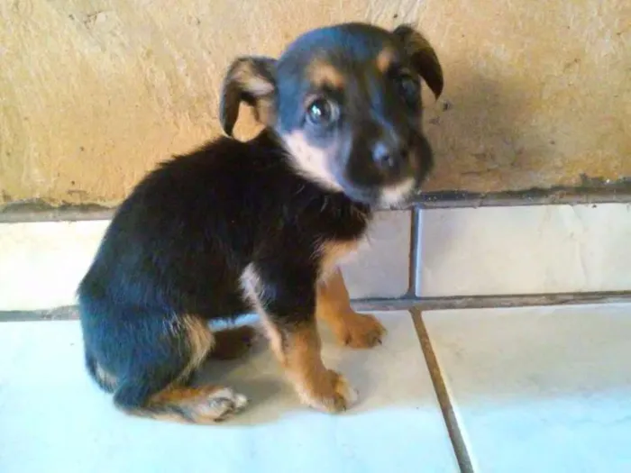 Cachorro ra a Raça não definida idade 2 a 6 meses nome Sem nome