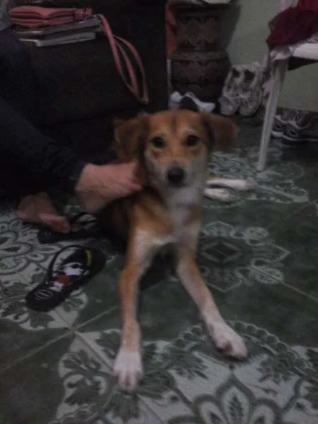 Cachorro ra a Vira lata  idade 1 ano nome Bina 