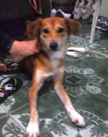 Cachorro ra a Vira lata  idade 1 ano nome Bina 
