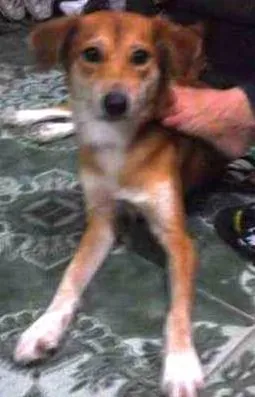 Cachorro ra a Vira lata  idade 1 ano nome Bina 