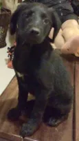 Rayka