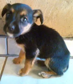 Cachorro raça Raça não definida idade 2 a 6 meses nome Sem nome