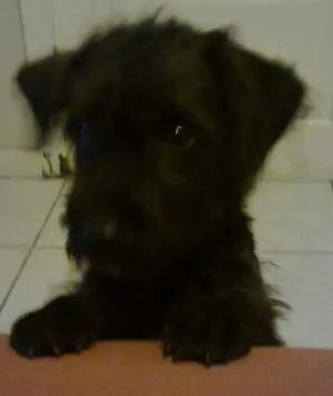 Cachorro raça Não definida idade 2 anos nome Ozzi