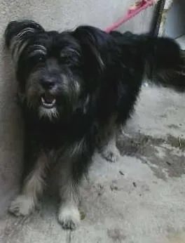 Cachorro raça SRD idade 7 a 11 meses nome Pupy