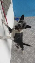 Varios