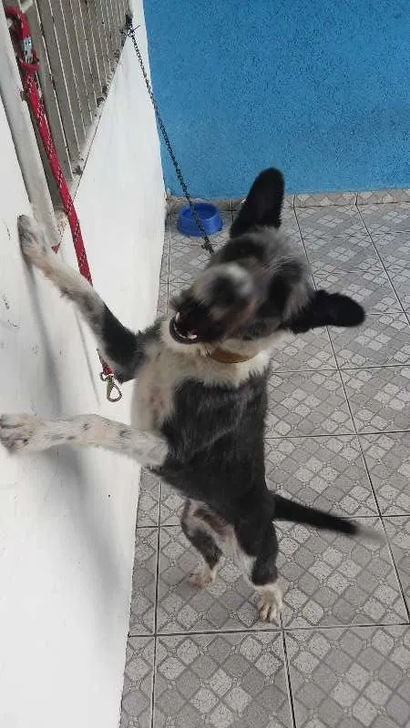 Cachorro raça Não Sei idade 2 a 6 meses nome Varios
