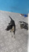 Varios