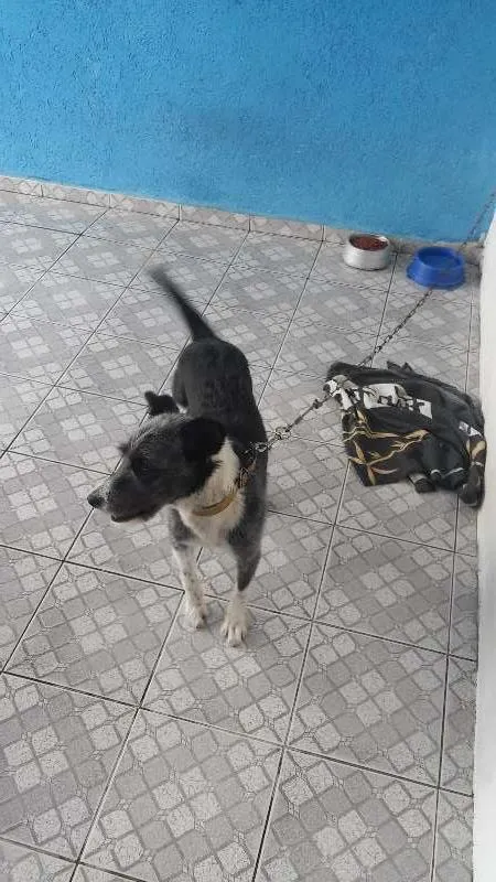 Cachorro raça Não Sei idade 2 a 6 meses nome Varios