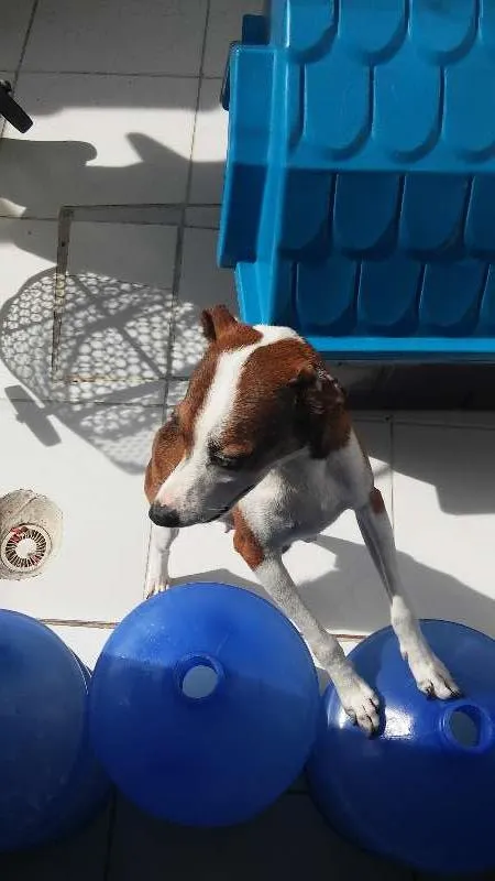 Cachorro raça Não Sei idade 2 a 6 meses nome Varios