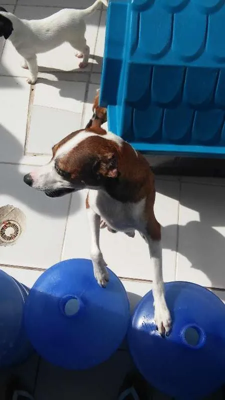 Cachorro raça Não Sei idade 2 a 6 meses nome Varios