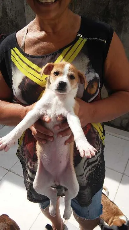 Cachorro raça Não Sei idade 2 a 6 meses nome Varios