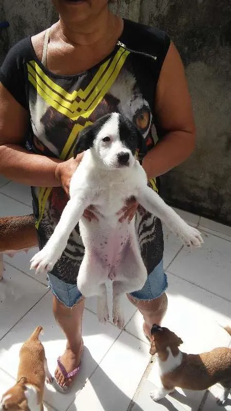 Cachorro raça Não Sei idade 2 a 6 meses nome Varios