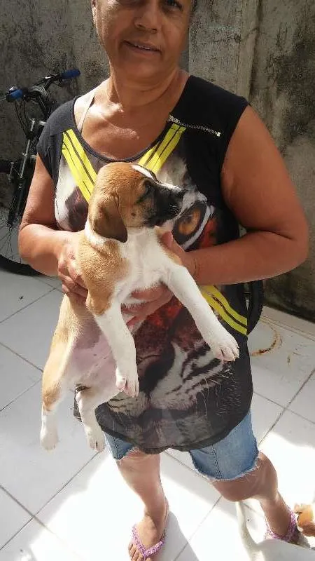 Cachorro raça Não Sei idade 2 a 6 meses nome Varios