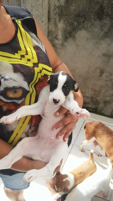 Cachorro raça Não Sei idade 2 a 6 meses nome Varios