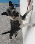 Varios