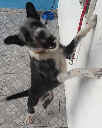 Cachorro raça Não Sei idade 2 a 6 meses nome Varios