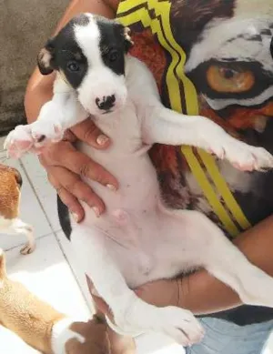 Cachorro raça Não Sei idade 2 a 6 meses nome Varios