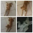 Perola