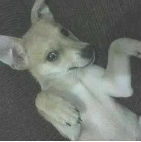 Cachorro ra a Mistura de Pintcher idade 2 a 6 meses nome Perola