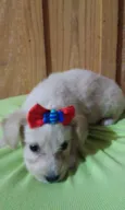 Itajoca