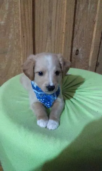 Cachorro ra a vira-lata idade 2 a 6 meses nome Itajoca