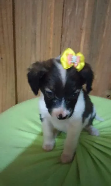 Cachorro ra a vira-lata idade 2 a 6 meses nome Itajoca