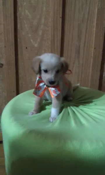 Cachorro ra a vira-lata idade 2 a 6 meses nome Itajoca