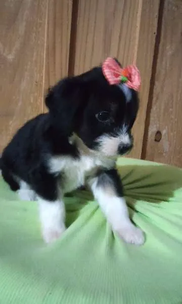 Cachorro ra a vira-lata idade 2 a 6 meses nome Itajoca