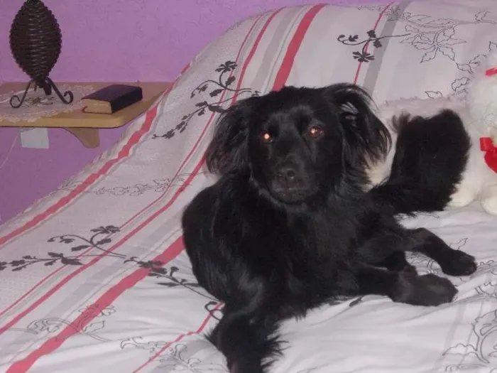 Cachorro ra a srd idade 4 anos nome Betoven